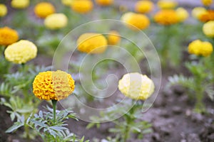 Yellow and orange flowers field on spring