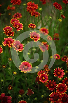 Yellow orange flowers gaillardia grow in summer day, closeup ope