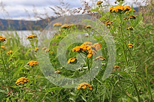 Yellow-orange flowers of tansy `boreale` scientific name: Tanacetum vulgare ssp. boreale, Chrysanthemum asiaticum