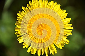 Yellow dandelion flower close up, macro, spring background