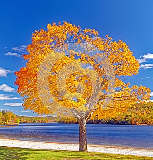 yellow orange foliage on sugar maple tree in Fall Lake Taghkanic State Park