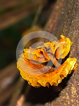 Yellow and orange frilled fungi growing on a tree in the Amazon rainforest, Madre de Dios, Puerto Maldonado