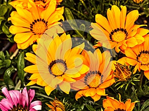 Yellow and orange gazania flowers