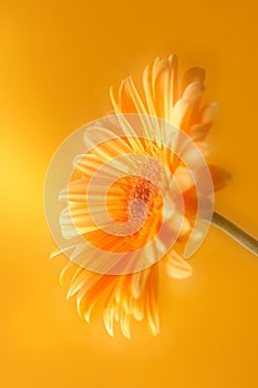 Yellow orange gerbera flower