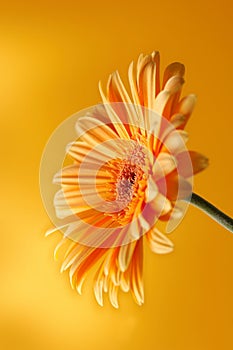 Yellow orange gerbera flower