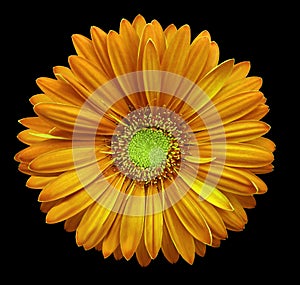 Yellow-orange gerbera flower, black isolated background with clipping path. Closeup. no shadows. For design.