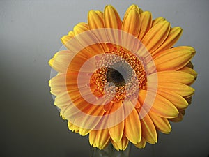 Yellow - Orange Gerbera Flower Close up