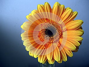 Yellow - Orange Gerbera Flower Close up on Blue Background