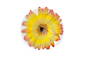Yellow and orange gerbera flower isolated on white background. Gerbera flower head top view close up