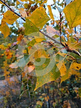 Yellow, orange, golden, green forest leaves or leaf. Nature in autumn. Tree in fall season