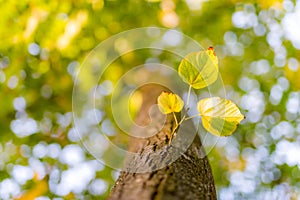 Yellow, orange, golden, green forest leaves or leaf. Nature in autumn. Tree in fall season. Outdoor background with bright natural