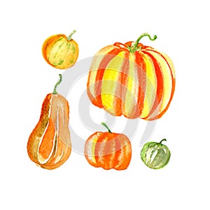 Yellow orange green halloween different pumpkins set isolated on white. Watercolor harvest thanksgiving day food