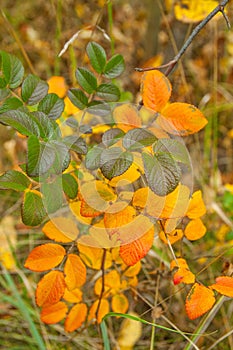 Yellow, orange, green leaves on the tree. autumnal background. N