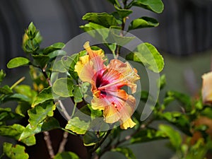 Yellow-orange hibiscus flower, also known as gumamela in the Philippines