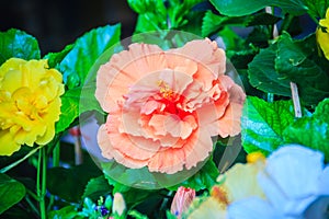 Yellow and orange Hibiscus Rosa-Sinensis 'Ritzy' also known as C
