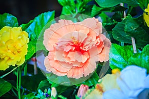 Yellow and orange Hibiscus Rosa-Sinensis 'Ritzy' also known as C photo