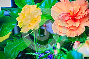 Yellow and orange Hibiscus Rosa-Sinensis 'Ritzy' also known as C photo