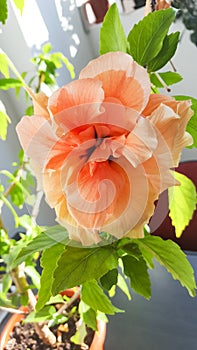 Yellow-orange Japanese Rose, Rosa rugosa, hibiscus rosa-sinensis, close up isolated