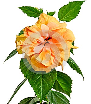 Yellow-orange Japanese Rose, Rosa rugosa, hibiscus rosa-sinensis, close up isolated