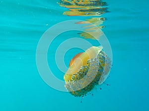 Yellow and orange Jellyfish dansing in the blue sea water. Mediterranean Jellyfish