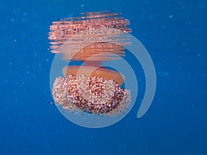 Yellow and orange Jellyfish dansing in the blue sea water. Mediterranean Jellyfish