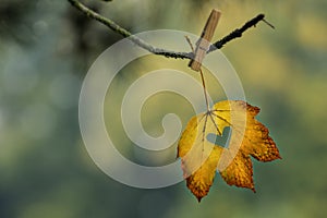 Yellow and orange leaf with cut out heart hanging on branch with clothespin