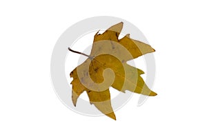 Yellow orange leaf. Isolate