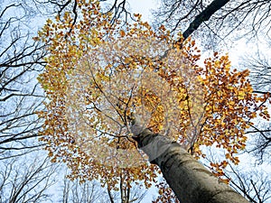 yellow and orange leaves of beech tree in autumn with blue sky