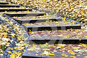 Yellow and orange leaves falled on steps