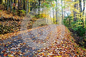 Yellow and Orange leaves line a country road in fall.