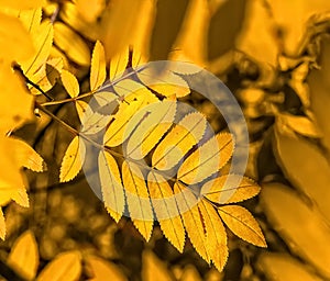 Yellow and orange leaves of mountain ash. backlight