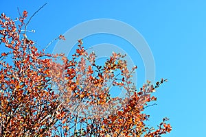 Yellow and orange leaves on tree blue sky background.