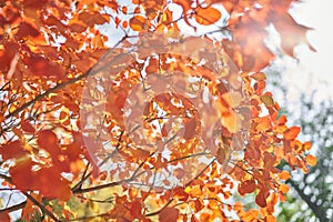 Yellow and orange leaves on a tree. Yellow leaves on a blurred background. Golden leaves in autumn park. Sunny autumn