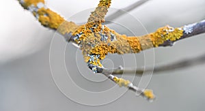 Yellow orange lichen growing on dry tree branch, closeup shallow depth of field detail