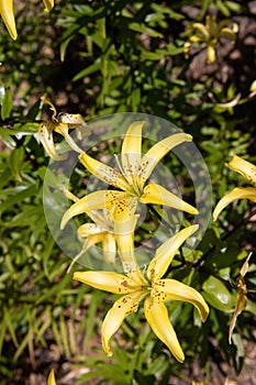 Naranja lirio 