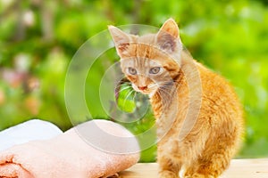 Yellow, orange little cat with pink towel