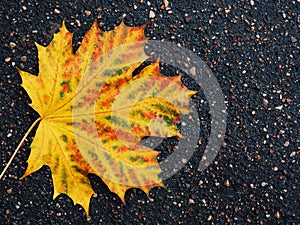 Yellow and orange maple leaf on the asphalt. Symbol of autumn - fallen leaf a dark background. Seasonal concept. Bright colors of