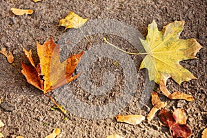 Yellow and orange maple leafs on the asphalt. Symbol of autumn - fallen leaf a background. Seasonal concept. Bright colors of