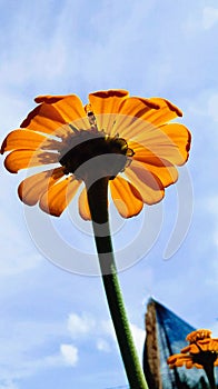 Yellow and orange marigold flower overlooking the blue sky.