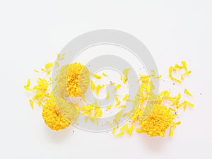 Yellow and orange marigold flower with petals flat laid isolated on white background