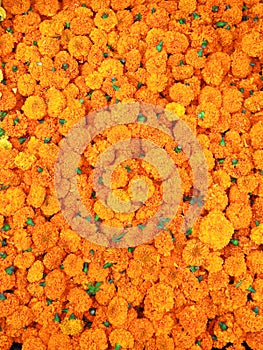 Yellow and orange marigold flowers close-up colorful background.