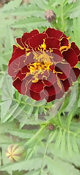 Yellow orange marigold flowers in the flower tub some in focus some blurred.