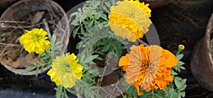 Yellow orange marigold flowers in the flower tub some in focus some blurred.