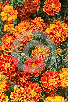 Yellow and orange marigold flowers in the garden