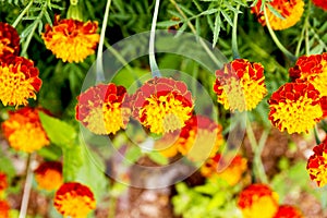 Yellow and orange marigolds.