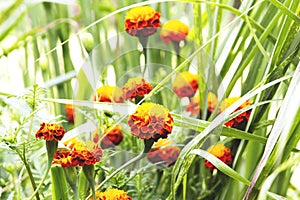 Yellow and orange marigolds.