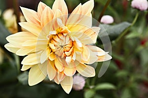 Yellow and Orange Motto Dahlia Flower