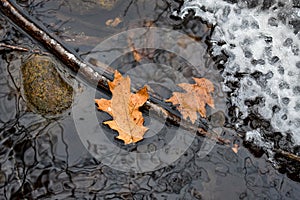 Yellow, Orange Oak Leaves floating on a Frozen Creek