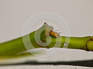 Yellow orange oleander aphid macro - Aphis nerii