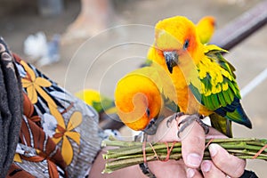 Yellow and orange parrot on hand woman in a big cage.Thailand.